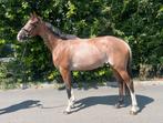 Prachtige 5 jarige Rabicano bruine merrie te koop!, Dieren en Toebehoren, Paarden, Merrie, 160 tot 165 cm, Gechipt, 3 tot 6 jaar