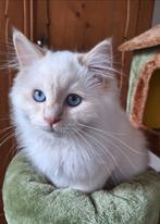 Ragdoll kitten met stamboom en geteste ouders., Dieren en Toebehoren, Meerdere dieren, Met stamboom