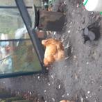 Orpington haan gratis, Dieren en Toebehoren, Pluimvee, Mannelijk, Kip