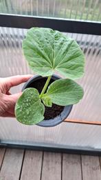 Pompoen en patisson stekjes / jonge plantjes, Ophalen, Volle zon, Groenteplanten, Eenjarig