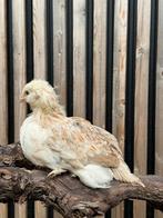 Nog 2 Faverolle groot hennen, Dieren en Toebehoren, Pluimvee, Vrouwelijk, Kip