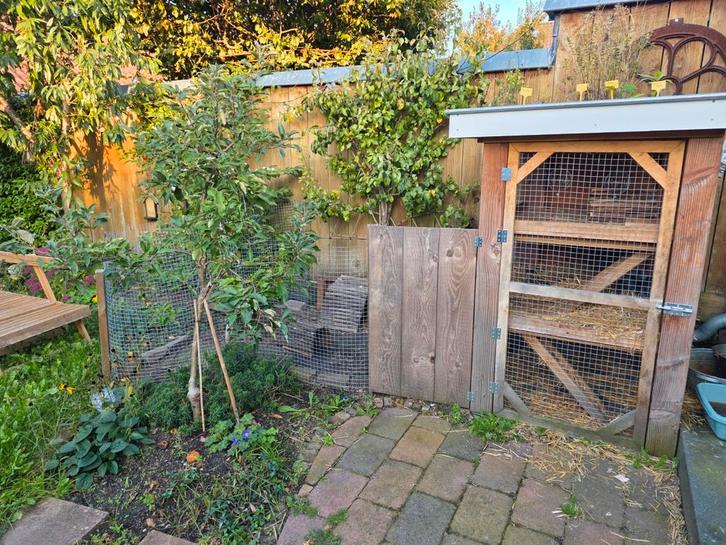 Konijnenhok met groendak + 2 konijnen, Dieren en Toebehoren, Knaagdieren en Konijnen | Hokken en Kooien, Zo goed als nieuw, Hok