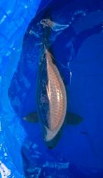 Magoi 72cm, Karper of Koi