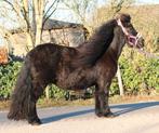 Te koop 7 super knappe shetlander en een welsh ruin, Ruin, A pony (tot 1.17m), Recreatiepony, Gechipt