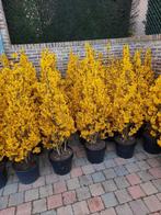 Forsythia, Overige soorten, Ophalen