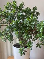 Grote Crassula Ovata, Jadeplant Centenplant 1.20m vet bonsai, Huis en Inrichting, 100 tot 150 cm, Overige soorten, In pot, Groene kamerplant