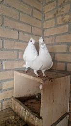 Koppel oosterse meeuwen, Dieren en Toebehoren, Vogels | Duiven, Meerdere dieren, Overige soorten