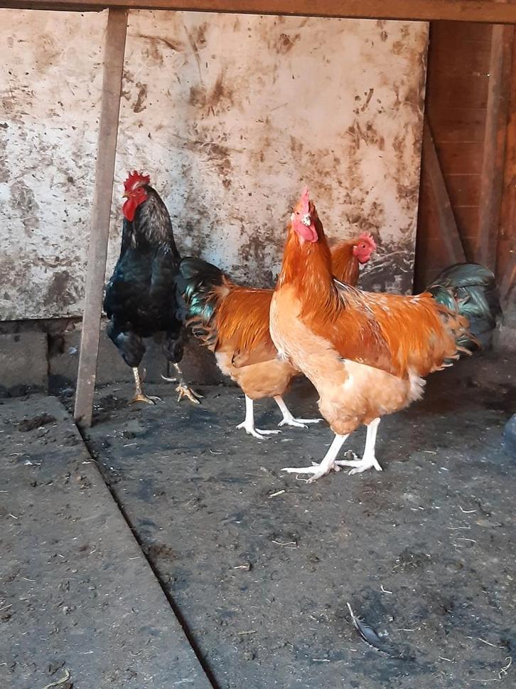 Gezocht Sussex Buff Columbia haan, Dieren en Toebehoren, Pluimvee, Kip