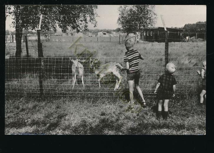 Alverna - Camping Boszicht [KRST009-1063, Verzamelen, Ansichtkaarten | Nederland, Gelopen, Gelderland, 1960 tot 1980, Verzenden