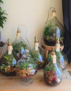 XL Ecosysteem/planten terrarium/flessentuin met lamp, Overige soorten, Minder dan 100 cm, Halfschaduw, In pot