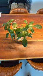 Philodendron, Groene kamerplant, Ophalen of Verzenden, Overige soorten, Minder dan 100 cm