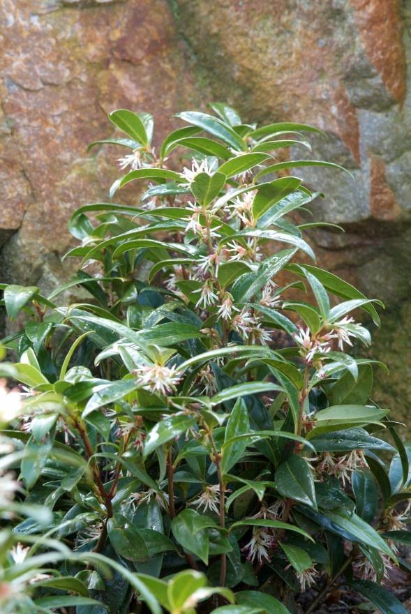 Sarcococca hookeriana Vleesbes bloeit in de  winter geurend, Tuin en Terras, Planten | Tuinplanten, Vaste plant, Bodembedekkers