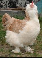 BROEDEIEREN DUITSE FAVAROLLES (RESERVEREN 2026, Dieren en Toebehoren, Pluimvee, Vrouwelijk, Kip
