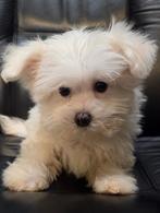 Te koop leuke maltezer reu pup, Dieren en Toebehoren, Parvo, Maltezer, Nederland, Reu