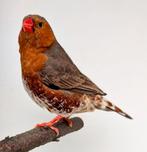 "Oranje" Zebravinken, Dieren en Toebehoren, Vogels | Overige Vogels, Meerdere dieren