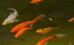 Mooie vijver goudvissen, Dieren en Toebehoren, Vissen | Vijvervissen, Goudvis(sen)