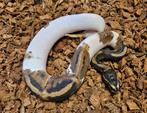 Kweek zelf de ultieme designers morph, Scaleless Pied!, Dieren en Toebehoren, Slang, 0 tot 2 jaar
