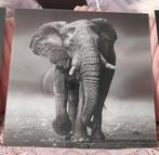 Glasschilderij met een Olifant 50 x 50 cm, Ophalen, 50 tot 75 cm, Zo goed als nieuw, Schilderij