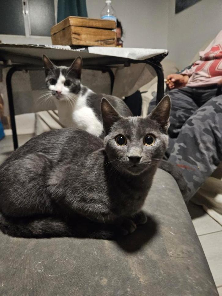 MJM Dogs Foundation: Jairo, Dieren en Toebehoren, Katten en Kittens | Overige Katten, Kortharig, Kater, 0 tot 2 jaar