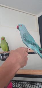 Hand tamme halsbandparkieten 1,5 jong, Dieren en Toebehoren, Vogels | Parkieten en Papegaaien, Parkiet