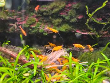 Prachtige orange Sakura, oranje garnalen 10 stk voor 15 euro beschikbaar voor biedingen