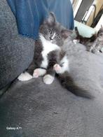 Maincooon kittens mogen nest verlaten, Dieren en Toebehoren, Katten en Kittens | Raskatten | Langhaar, Meerdere dieren