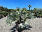 Chamaerops humilis Cerifera palmboom te koop, Tuin en Terras, Ophalen of Verzenden, 100 tot 250 cm, Zomer, Palmboom