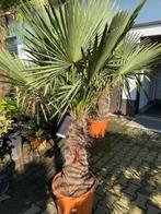Creëer een tropisch paradijs / TE KOOP winterharde palmboom, Tuin en Terras, Planten | Tuinplanten, Vaste plant, Lente, Overige soorten