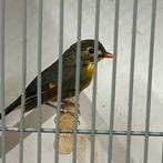 Japanse nachtegaal poppen 2025 , natuurbroed en geringd, Dieren en Toebehoren, Vogels | Overige Vogels, Vrouwelijk, Geringd