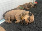 Boerboel x Rottweiler pups, Particulier, Meerdere, 8 tot 15 weken, Meerdere dieren