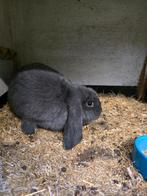 Duitse hangoor konijnen, Dieren en Toebehoren, Konijnen, Meerdere dieren, Hangoor