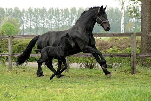 Meerdere goede Friese stermerries en hengst, Dieren en Toebehoren, Paarden, Meerdere dieren, M, 165 tot 170 cm, 3 tot 6 jaar, Dressuurpaard