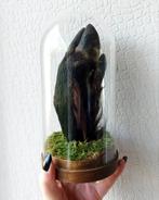 Zwijnenpoot in stolp taxidermie, Nieuw, Wild dier, Opgezet dier, Ophalen of Verzenden