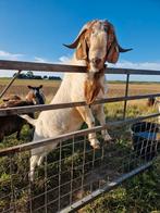 Boergeit bok, Dieren en Toebehoren, Schapen, Geiten en Varkens, Mannelijk, Geit, 3 tot 5 jaar
