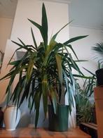 Grote yucca ruim meter hoog/breed, Huis en Inrichting, Kamerplanten, Ophalen, 100 tot 150 cm, Halfschaduw, In pot