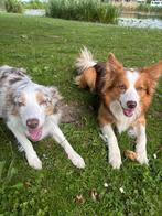Border Collie, Rabiës (hondsdolheid), 8 tot 15 weken, Meerdere, Meerdere dieren
