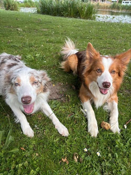 Border Collie, Dieren en Toebehoren, Honden | Niet-rashonden, Middel, Meerdere dieren, Particulier, Meerdere, Nederland, 8 tot 15 weken
