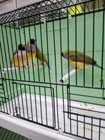 Zwartkop paarsborst gouldamadine, Meerdere dieren, Tropenvogel, Geringd