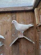 Sierduiven, Dieren en Toebehoren, Meerdere dieren, Overige soorten