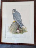 Handgekleurde gouache van H.J. Slijper, Ophalen