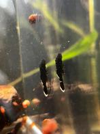 L181 peppermint pleco jonkies, Dieren en Toebehoren, Vis
