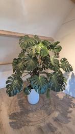 Monstera deliciosa, Huis en Inrichting, Ophalen, Overige soorten