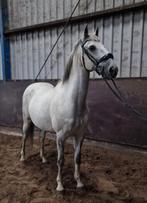 Super leuke leermeester, Ruin, Niet van toepassing, 11 jaar of ouder, Recreatiepony