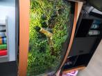 Te koop paludarium, Dieren en Toebehoren, Ophalen, Gebruikt