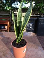 Groen blijvende vrouwentong - 35 cm, Overige soorten, Minder dan 100 cm, Bloeiende kamerplant, Halfschaduw