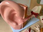 Anatomisch model van een oor in 6 delen, Ophalen, Nieuw