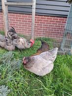 Broedeieren Bleu de landes en kruising met Marans, Dieren en Toebehoren, Pluimvee, Geslacht onbekend, Kip