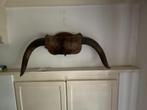 Mooi opgezet bizon hoorns voor tegen de muur, Verzamelen, Dierenverzamelingen, Ophalen, Zo goed als nieuw, Wild dier, Opgezet dier