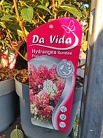 Hydrangea paniculata Sundae Fraise,  schapenkop wit/roze, Overige soorten, Volle zon, Vaste plant, Ophalen of Verzenden