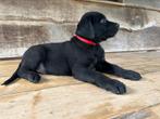 Prachtige labrador x mechelse herder pups, 8 tot 15 weken, Labrador retriever, Meerdere, Meerdere dieren